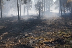 Brand i Lundgård Plantage mellem Donslund og Stenderup9
